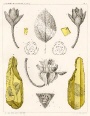 Conwentz 1886 - klein