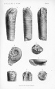 Holm 1892 T