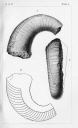 Holm 1895 T