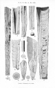 Holm 1895 T1